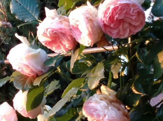 アパート Mocarello