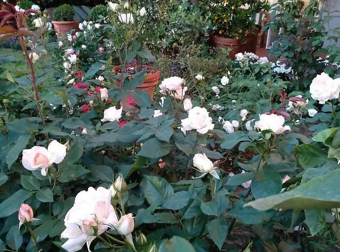 アパート Mocarello