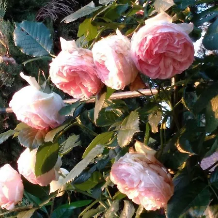 公寓 Mocarello